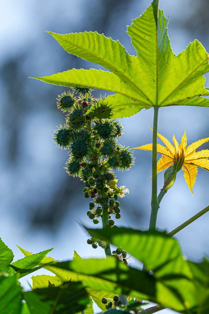 Castor Oil Benefits: The Ultimate Guide to Beauty, Wellness & Detox